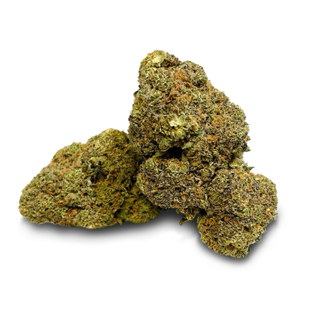 Master Dwarf Cali Pack Blossoms Lucky Hemp
