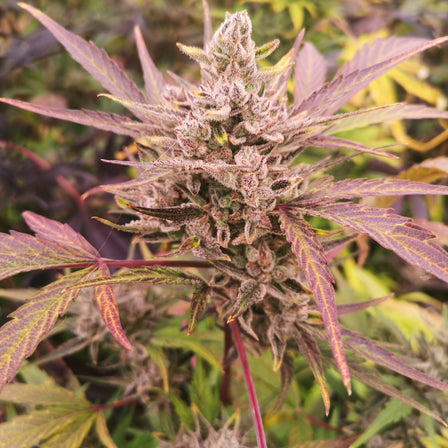 AK47 Seeds Automatic Seeds Lucky Hemp   