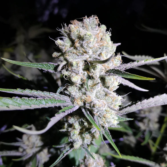 Critical Seeds Feminized Seeds Lucky Hemp   