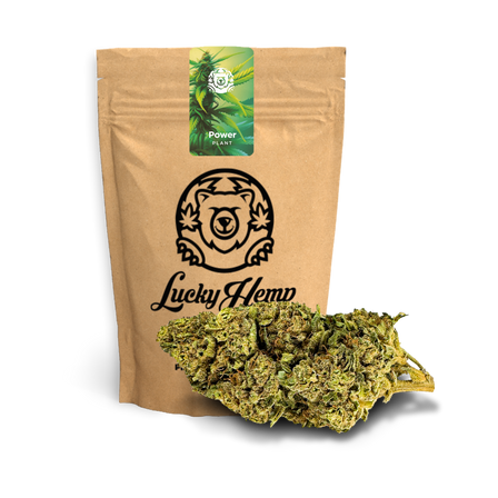 Power Plant Ecopack Flowers Lucky Hemp   