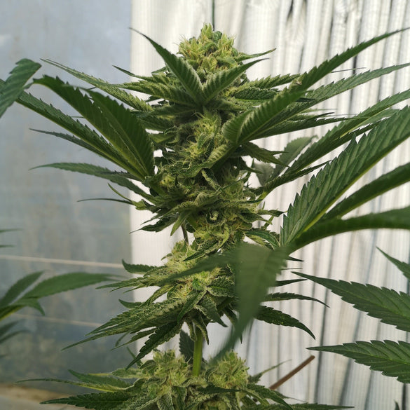 Wedding Cake Seeds Feminized Seeds Lucky Hemp   