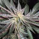 Wedding Cake Seeds Feminized Seeds Lucky Hemp   